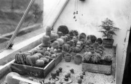  Ilosvai Varga, István - Ilosvai Varga, István's Cactus Collection